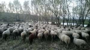 vand oi urgent