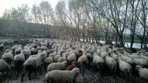 vand oi urgent