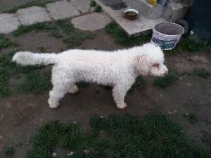 Lagotto romagnolo pentru monta