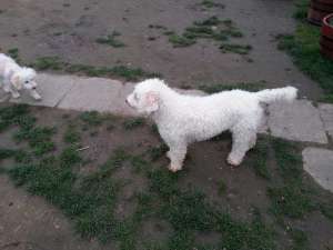 Lagotto romagnolo pentru monta
