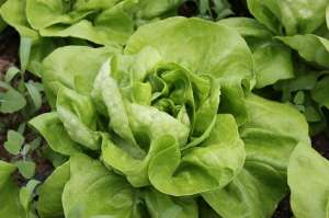 Vand salata verde Touareg  2013/2014 - producator - 35.000 buc
