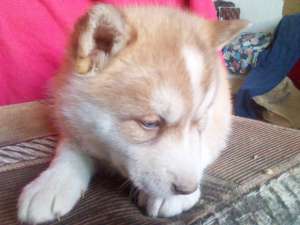 pui husky rosu-alb ,  portocaliu-alb si negru alb . ieftin si calitativ.