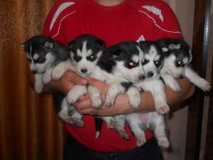 pui husky rosu-alb ,  portocaliu-alb si negru alb . ieftin si calitativ.