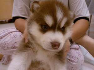 pui husky rosu-alb ,  portocaliu-alb si negru alb . ieftin si calitativ.