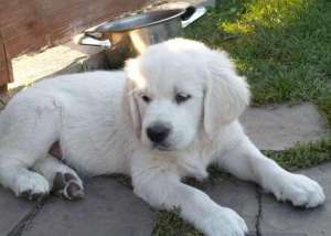 Vand pui Golden Retriever bucuresti