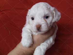 vand bichon havanez 600 ron