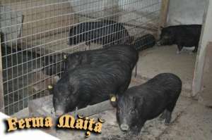 Vand porci vietnamezi ,  purcelusi vietnamezi si scrofite gestante