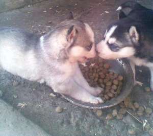 vand catelusi husky siberian rasa pura