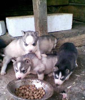 vand catelusi husky siberian rasa pura