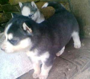vand catelusi husky siberian rasa pura