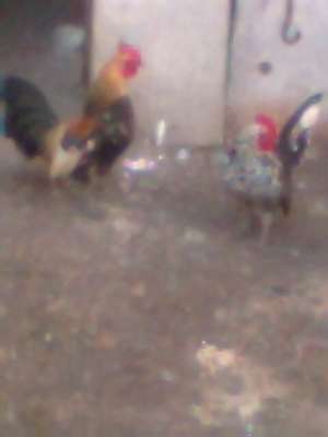 vind gainuse si cocosei pitici ceabo