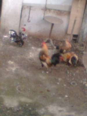 vind gainuse si cocosei pitici ceabo