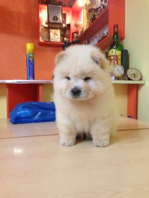 pui de chow-chow din canisa bella chow de vanzare