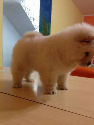 pui de chow-chow din canisa bella chow de vanzare