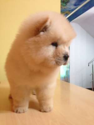pui de chow-chow din canisa bella chow de vanzare