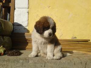 catei saint bernard
