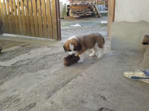 catei saint bernard