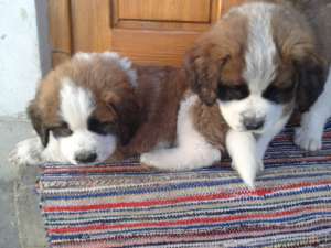 catei saint bernard