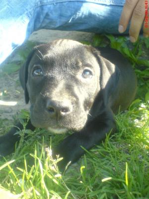 VAND AMSTAFF