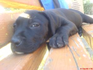 VAND AMSTAFF