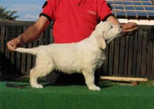 pui Golden Retriever cu Pedigree  brasov