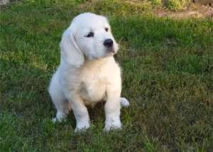 pui Golden Retriever cu Pedigree  brasov