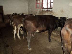 Vand juninci gestante