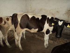 Vand juninci gestante