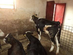 Vand juninci gestante