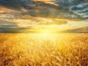 Cumparam Teren Agricol Timis si Arad