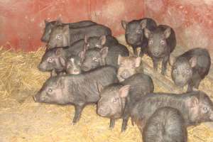porci vietnamezi