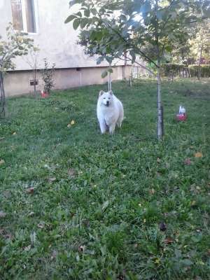 chow chow