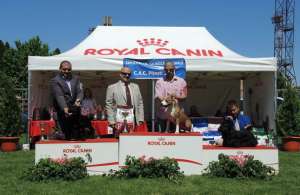 Frizerie Canina Ofera Pregatire @ Prezentare Caini in expozitii