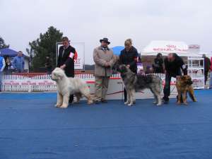 Frizerie Canina Ofera Pregatire @ Prezentare Caini in expozitii