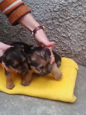 yorkshire terrier toy 5 saptamani