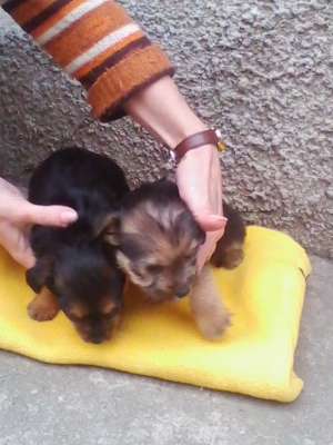 yorkshire terrier toy 5 saptamani
