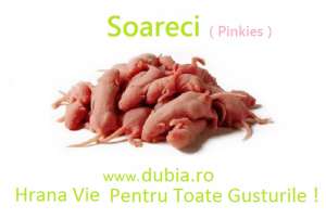 Vindem Hrana Vie Pentru Reptile