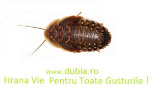 Vindem Hrana Vie Pentru Reptile