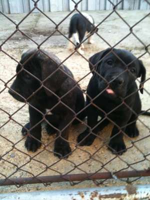Vand catei presa canario