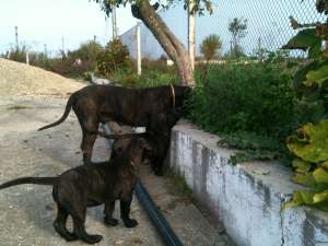 Vand catei presa canario