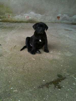 Vand catei presa canario