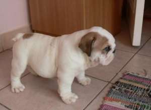 vand pui bulldog englez