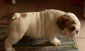 vand pui bulldog englez