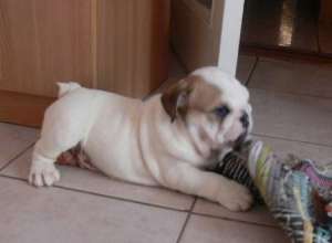 vand pui bulldog englez