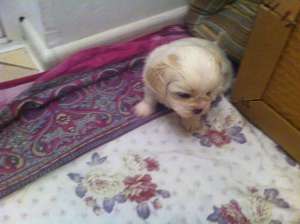 Vand pui Bichon havanese
