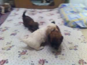 Vand pui Bichon havanese