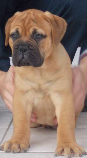 Vand catei bullmastiff