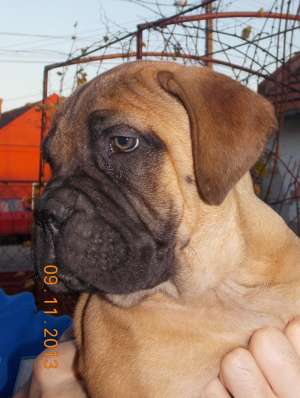 Vand catei bullmastiff