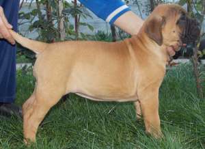 Vand catei bullmastiff
