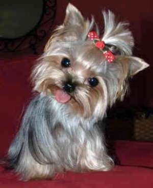 Cumpar yorhshire terrier sau Shi-tzu